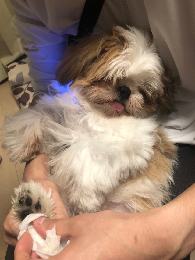 お散歩いっぱいして楽しかった〜＝ぽたさん（@nejiringbow）提供