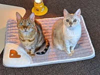 仲良し兄弟（左から）テーオくん、レオくん（画像提供：久米夏生さん）
