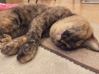 命を救えたからこそ見られた、幸せそうな寝顔