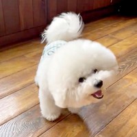 顔をあげてハタキのように振るせとくん（画像提供：せとくん）