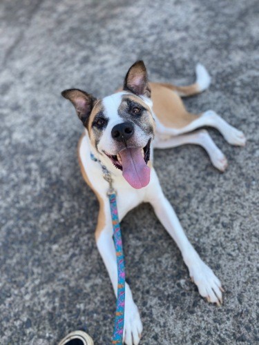 たまさんの家で暮らして１年半。そのパワフルさや、身体の大きさゆえに新しい飼い主探しが難航……。しかし、いつでも元気で明るいボス。すてきな家族を早く見つけようね！