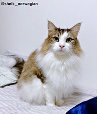 寒い季節はベッドに来てくれるシィクくん（画像提供：シィク : 猫アカさん）