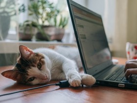 気分はデスクワークのお手伝い？　かわいいけれどちょっぴり困る猫の“あるある”行動