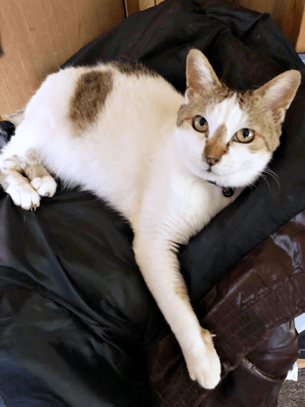 飼い主さんを見上げる眼差しが優しいみぃ～みぃ～ちゃん（画像提供：みぃ～みぃ～ちゃんとジャミラズさん）