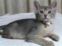 家族の一員となった、アビシニアンのレイくん