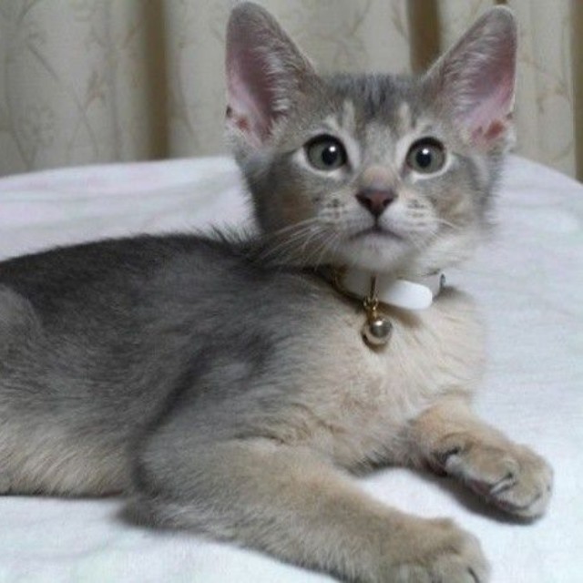 家族の一員となった、アビシニアンのレイくん