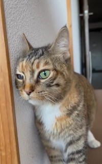 がんばったね！（うめのこんぶさん提供、Xよりキャプチャ撮影）