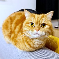おしゃべり上手で甘えん坊なにゃむちゃん（画像提供：にゃむさん）