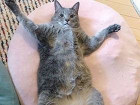 Stay Home！ 疲れたらごろ～ん MIX猫「なつ」　