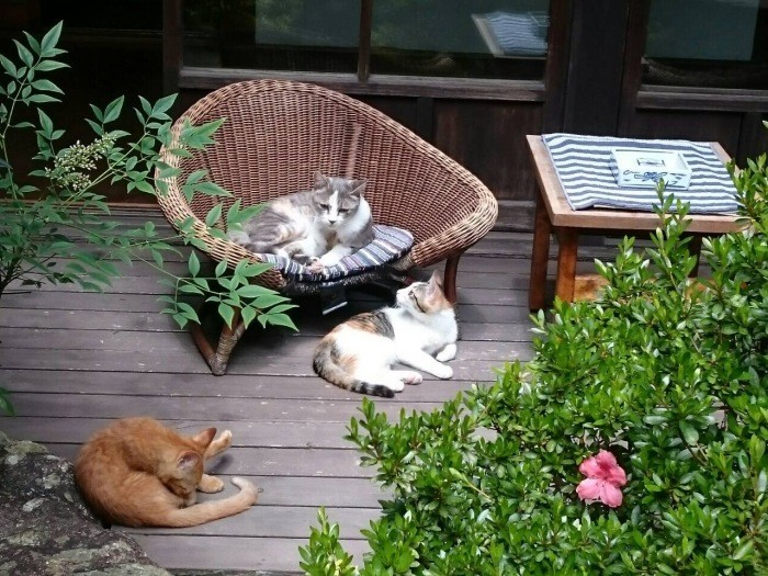 ミュウとその子のミケーラ、もう１匹の子で、亡くなってしまったチャトラン