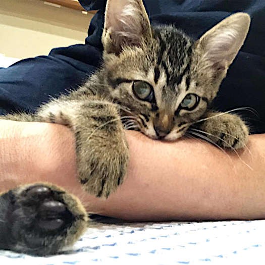 すぐにヒトに慣れ……（飼い主さん提供）