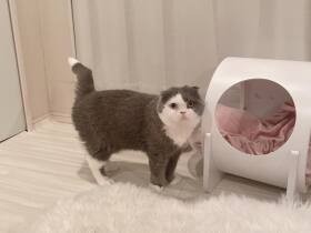 我が家に来てようやくごはんを食べてくれたときは感動　元保護猫スコ「まる」