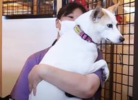 スタッフに抱きかかえられても嫌がらないモーリー