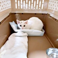 お迎え当時、隅に寄ってじっと様子をうかがうてまりくん（画像提供：てまり らふ ビスコさん）