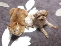 2014年、センターから引き出してきた噛み犬(本気噛み)のトイプードルと。この子は、はやてくんには噛まなかったのです