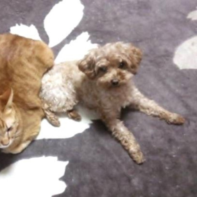 2014年、センターから引き出してきた噛み犬(本気噛み)のトイプードルと。この子は、はやてくんには噛まなかったのです