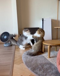 喧嘩なのか、じゃれあいなのか、、、？（提供：みぬ太郎とみぬ次郎さん）