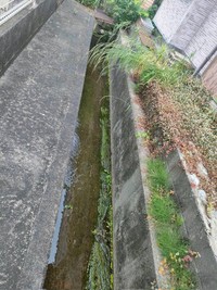 ちびすけくんを発見した用水路（画像提供：あるくきくらげさん）