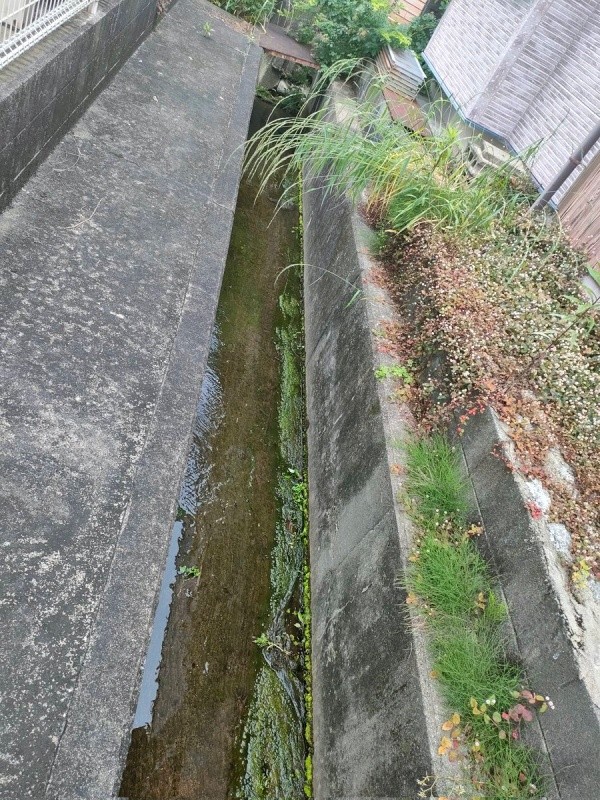 ちびすけくんを発見した用水路（画像提供：あるくきくらげさん）