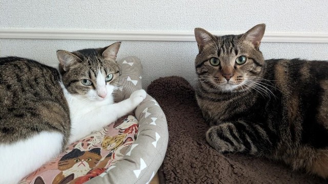 先住猫とまったり過ごす日々