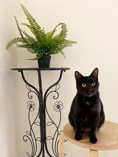 ちょこんと置物になりきる