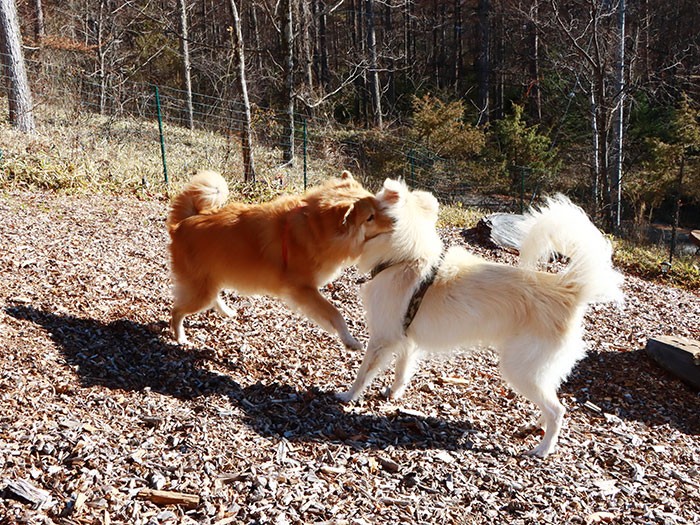 けれど精神年齢は低いまま