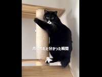 「来ないで！」 訴えるようにじっと見つめるノワちゃん（画像提供：azu_l_famさん）