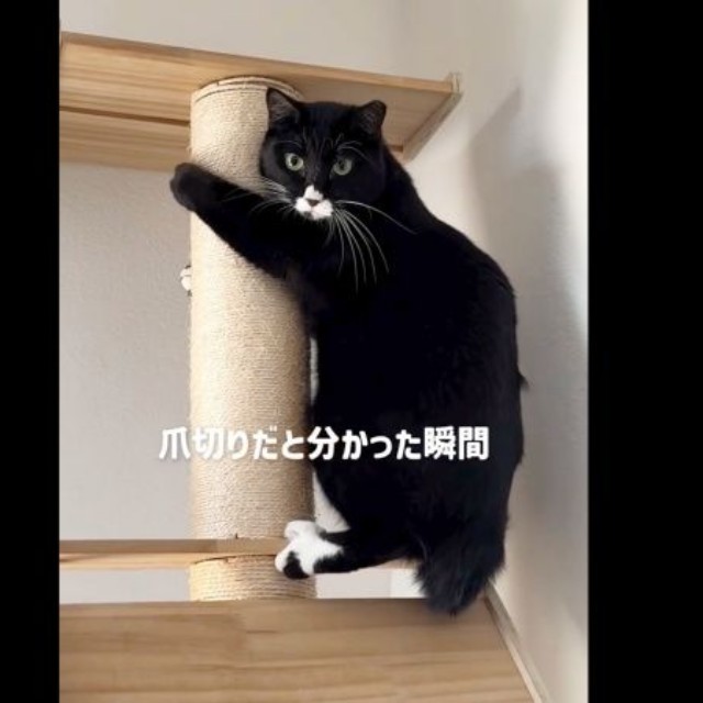 「来ないで！」 訴えるようにじっと見つめるノワちゃん（画像提供：azu_l_famさん）