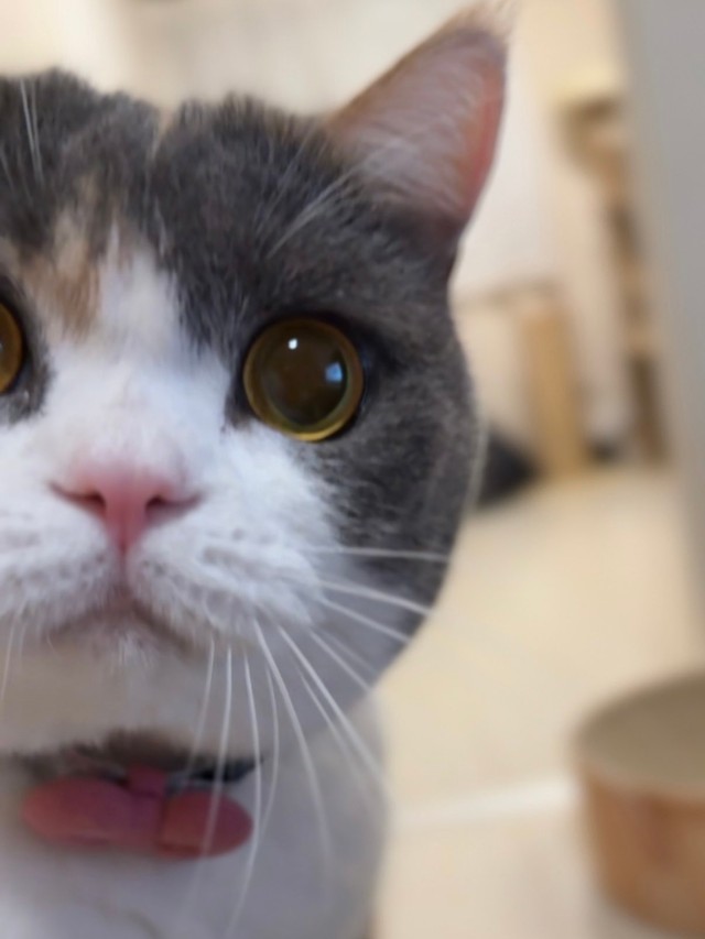 ご飯の音に敏感なみゅーちゃん（提供：MIU&RINさん）