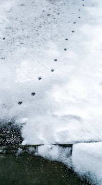 雪の上に猫の足跡…いいですねえ（独男のグルメさん提供）