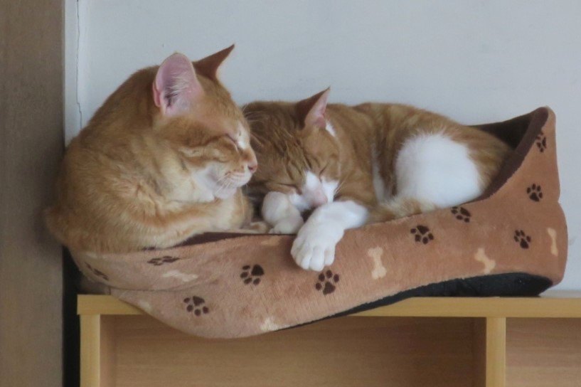 a437d873f2f579a84584aa2c06fa1a