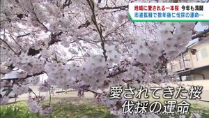 地域に愛される一本桜が満開　市道拡幅によりあと数年で伐採　仙台・宮城野区