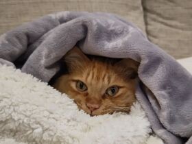 ぬくもりをありがとにゃ　ブランケットに包まれぬくぬくするMIX猫「ヴェル」
