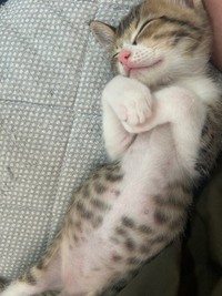 子猫時代のラオくん