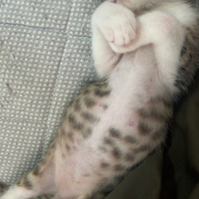 子猫時代のラオくん