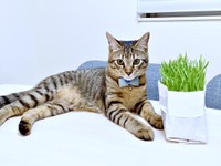 テーブルの上で寝そべるれんれんくん（画像提供：キジあにゃさん）