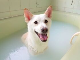 いい湯だな～　溝に落ちていた雑種犬「丸太」、今はやさしい家族と温かく暮らす