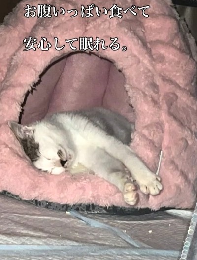 やがて、お腹がいっぱい食べて安心して眠れるように（えみさん提供、Instagramよりキャプチャ撮影）
