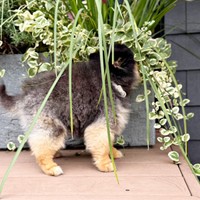 見事に隠れた瞬間も！ かくれんぼを楽しむたろ吉ちゃん（画像提供：たろ吉（メスのポメ）の飼い主さん）