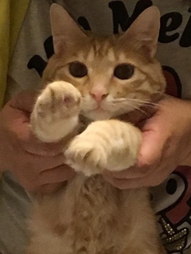 妻にされるがままのきなこ