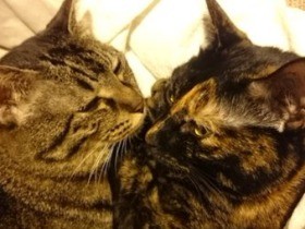 猫がいる、こたつがある……そんな幸せ