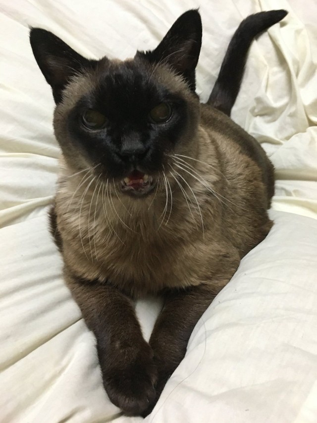 「ごはん、ごはん」と餌くれコール＝turyさん（@tury21702354）提供