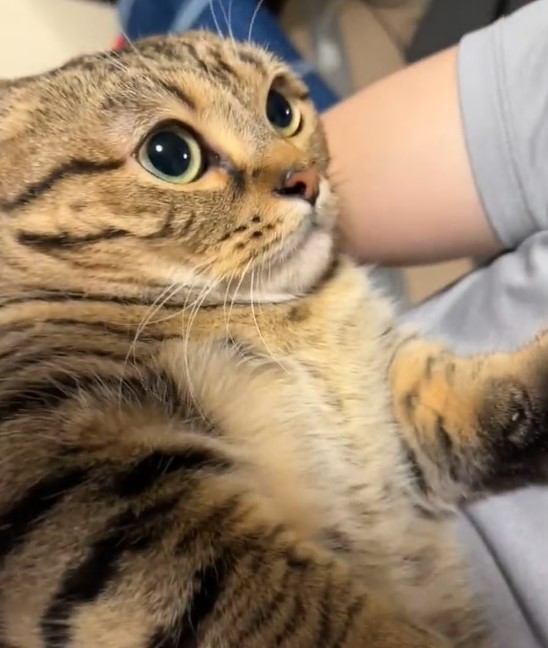 パパさんに抱っこされて激オコのだったもなちゃん（「もな」さん提供、Twitterよりキャプチャ撮影）