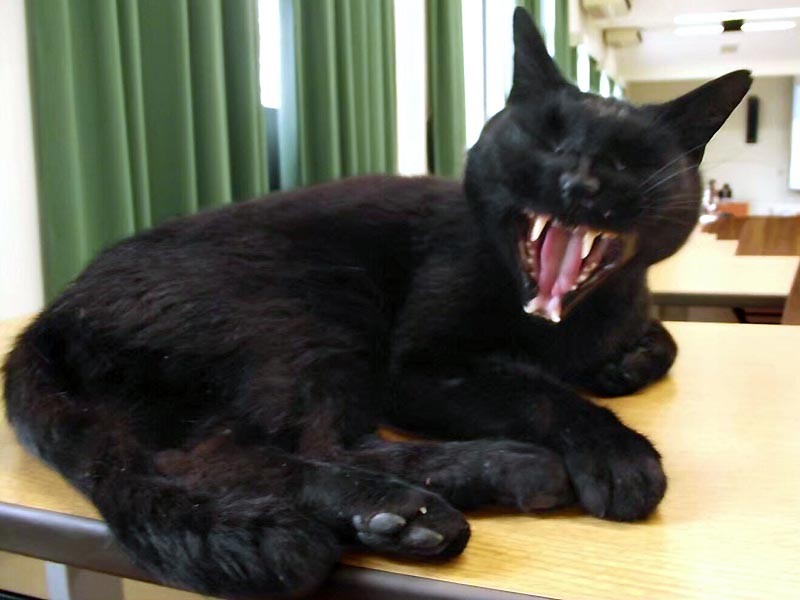 講義室の机の上であくびをする斎藤さん＝まちかねこ調査隊提供