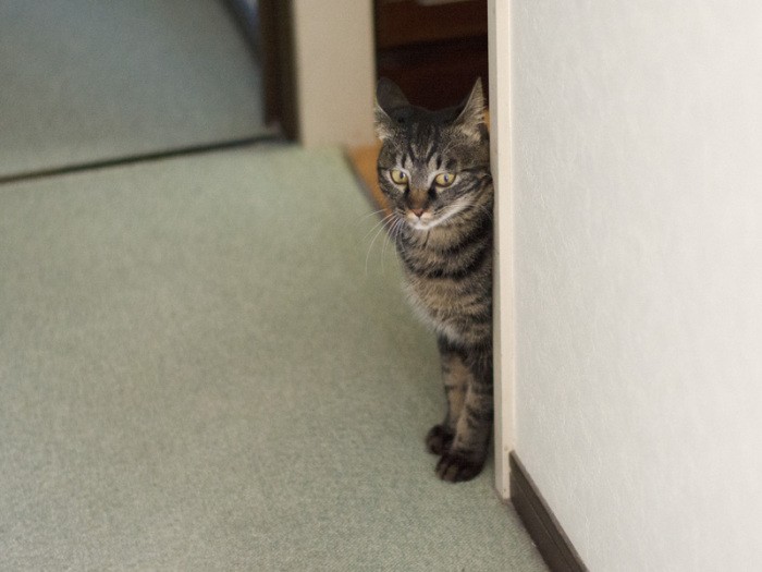 「待ち伏せも、今ではストーカーね」（小林写函撮影）