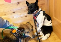 佐和子さんはリンちゃんの弟ワンコも迎え入れることにしました