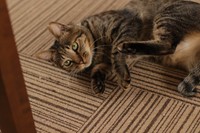 キャリアルームで暮らす、せせらぎくん