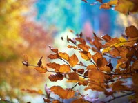 「あてもなく歩く」という、元彼から教えてもらったこの季節の楽しみ