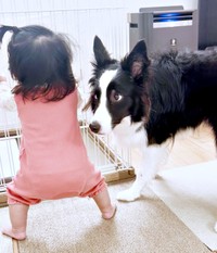 「立ってる！」 驚いてじっと見つめるエマちゃん（画像提供：エマ:Emmaさん）