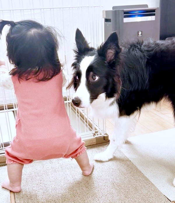 「立ってる！」 驚いてじっと見つめるエマちゃん（画像提供：エマ:Emmaさん）